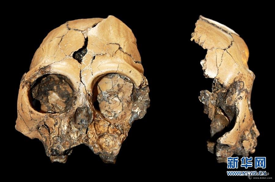 中国发现六百万年前古猿头骨为早期人类起源添新证