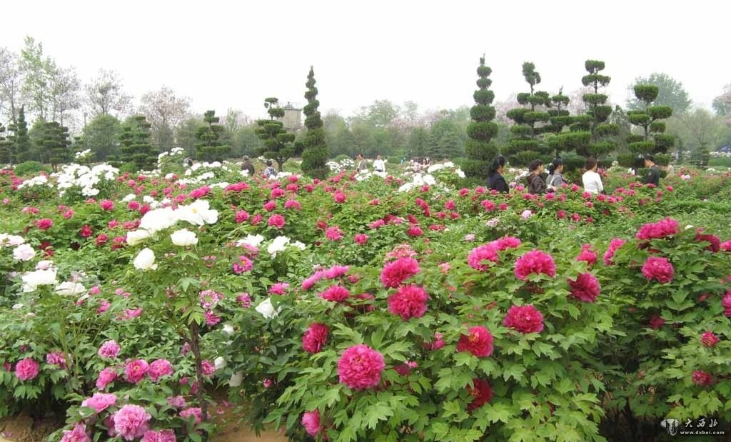 三大牡丹基地之和平牡丹园