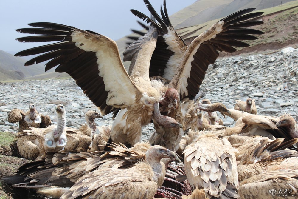 尕玛生格摄影作品