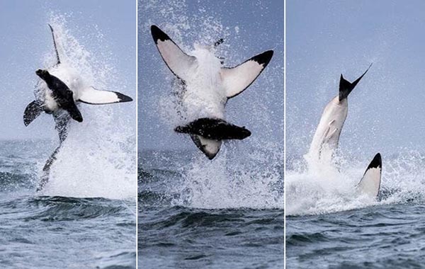 南非大白鲨为捕食海豹上演精彩后空翻