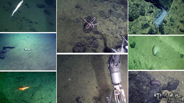 雅浦海沟动物世界探秘：“蛟龙”号5000米深海大型动物见闻