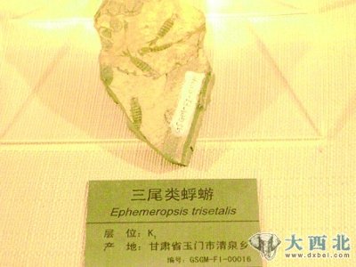 (图片均为出土古生物化石) (图片均为出土古生物化石)