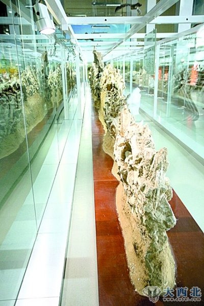 ３０米长的三趾马骨化石“墙”