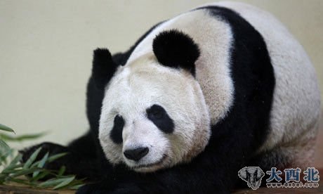 BBC评2011年度女性榜 熊猫甜甜当选引争议
