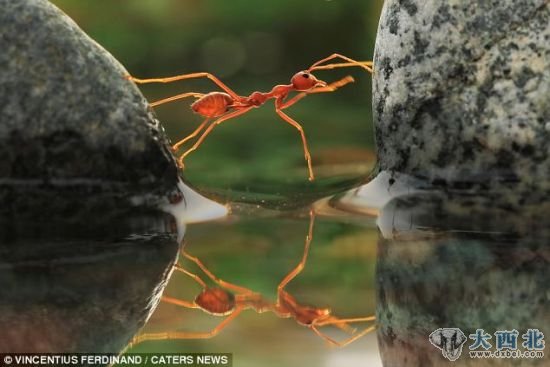 伸展！一只蚂蚁展开身体，放在两块石头中间。
