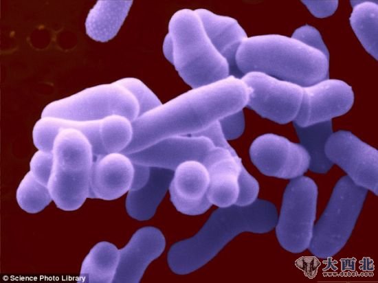 科学家们发现,用这种细菌制造的微生物燃料电池发电量是其它微生物燃料电池的两倍 科学家们发现,用这种细菌制造的微生物燃料电池发电量是其它微生物燃料电池的两倍