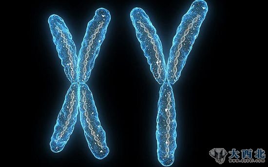 研究人员表示他们希望这一发现将终结这一有关雄性染色体危机的谣言。这一谣言声称在过去3亿年内，Y染色体已经从1400组基因下降为今天的仅有45组