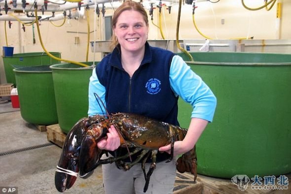 缅因州水族馆馆长艾米-海登-罗德里奎斯手里抱着一只名为“洛基”的巨型龙虾,身长40英寸(约合1米),重27磅(约合12公斤) 缅因州水族馆馆长艾米-海登-罗德里奎斯手里抱着一只名为“洛基”的巨型龙虾,身长40英寸(约合1米),重27磅(约合12公斤)