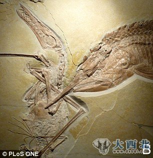 这里没有胜利者:科学家认为,这条古代鱼同这只飞行爬行动物扭打在一起 这里没有胜利者:科学家认为,这条古代鱼同这只飞行爬行动物扭打在一起