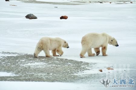 河水上的冰层渐厚，来此等待海豹盛宴的北极熊越来越多
