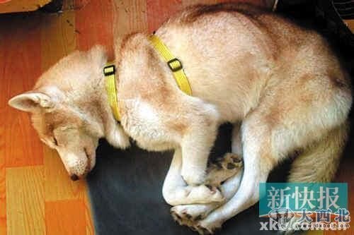 图为23日抓获的“母狼”。(齐鲁网供图) 图为23日抓获的“母狼”。(齐鲁网供图)