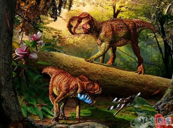 恐龙家庭的新成员:“Unescoceratops koppelhusae”(右上)和“Gryphoceratops morrisoni”。 恐龙家庭的新成员:“Unescoceratops koppelhusae”(右上)和“Gryphoceratops morrisoni”。