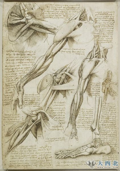 达芬奇在1511年绘制的解剖素描图，展示了肩部和手臂肌肉以及足骨