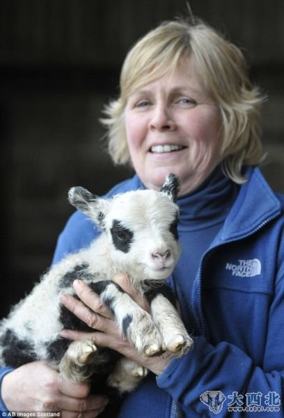 诺贝尔用了很长时间研究黑色、白色和彩色绵羊的遗传背景,以便看看它们是否会完美结合在一起。 诺贝尔用了很长时间研究黑色、白色和彩色绵羊的遗传背景,以便看看它们是否会完美结合在一起。