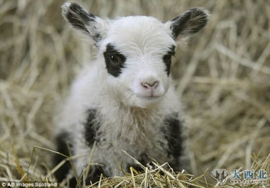 出生的熊猫羔羊真不少,诺贝尔正考虑以爱丁堡动物园的这对大熊猫给它们命名。 出生的熊猫羔羊真不少,诺贝尔正考虑以爱丁堡动物园的这对大熊猫给它们命名。