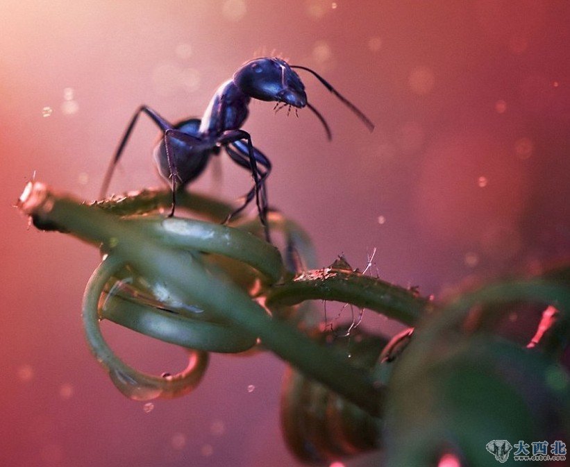 微距镜头下昆虫生活：与人类行为相似
