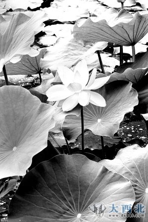 红山果简单电子琴曲谱视频(3)