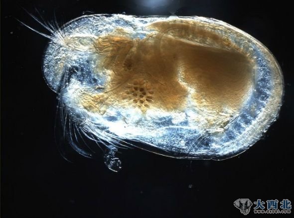 一只介形亚纲动物的特写,它可以产生比自身大得多的精子。 一只介形亚纲动物的特写,它可以产生比自身大得多的精子。