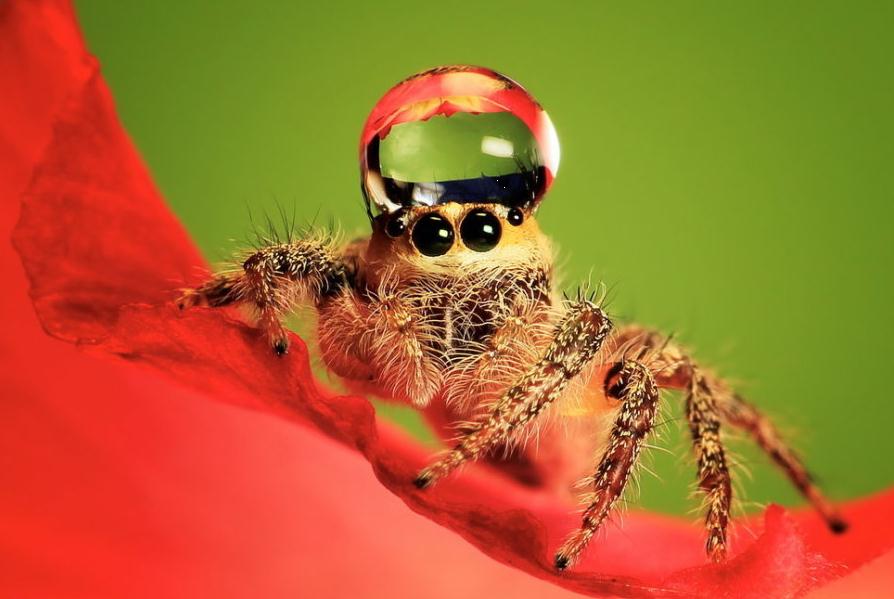 当地时间2012年4月21日,一只小海狸在灌木丛里找到一点好吃的,它难以抑制心中的兴奋,摆动着身体跳起舞来。这有趣的一幕被在德国多瑙河边与家人旅行的维也纳摄影爱好者Leopold Kanzler拍了下来。