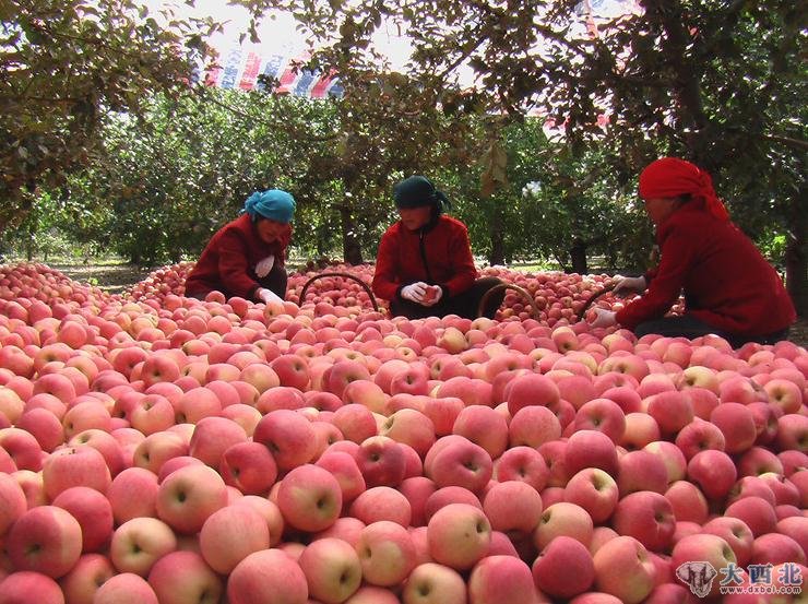 静宁苹果