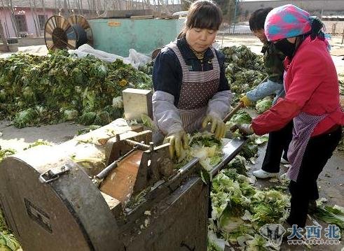 榆中县城关镇李家庄面包虫养殖基地工人在用尾菜加工虫饲料