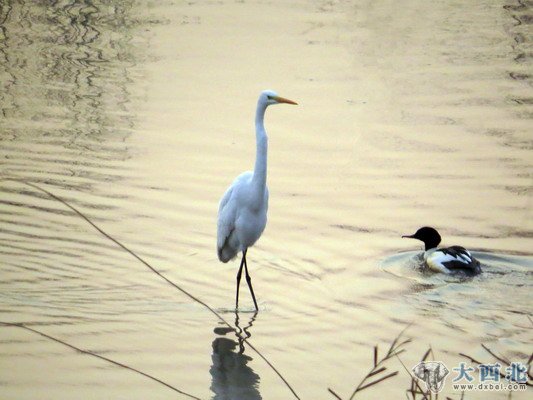 入冬以来，兰州湿地公园来了几只白鹭和苍鹭，在公园的水塘嬉戏觅食。