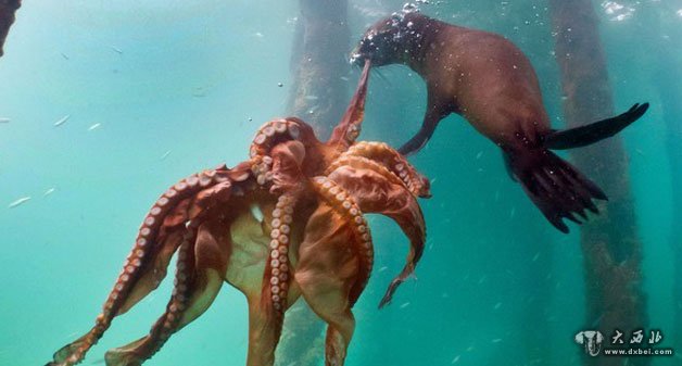 海狗捕食章鱼水下展开殊死搏斗