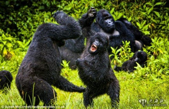 卢旺达猩猩打闹嬉戏
