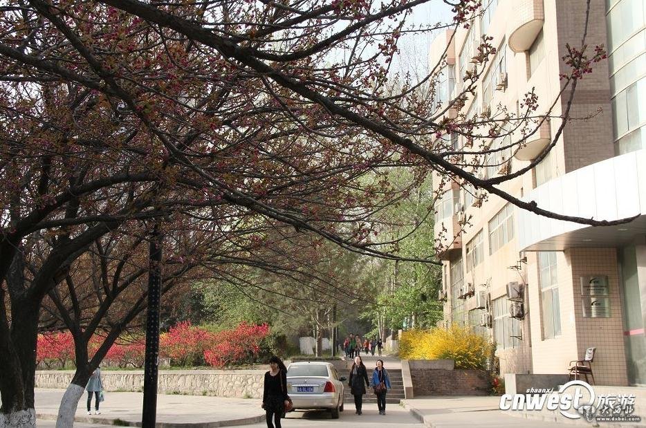　　3月20日，记者来到西安交大采拍，几株较为向阳的樱花已经渐次开放，树枝上粉嫩的樱花团团簇拥。而交大樱花树集中地樱花东道、樱花西道的樱花，尚未完全开放，树枝上缀满了小小的花苞。樱花还未进入全盛季，但交大校园内却不乏鲜花盛开的景象。明亮的晨光照耀着美丽的校园，青春的学子们，立在花丛边、坐在花树下，捧着书本晨读，朗朗书声陪伴着美丽的鲜花，鲜花也似乎有着书卷气了。