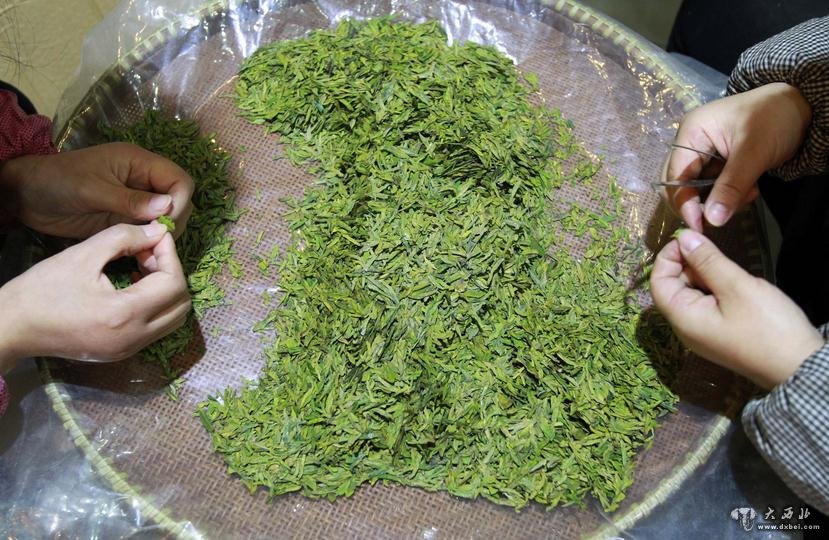 3月25日,天山茶城一店铺的工作人员在挑选新茶。