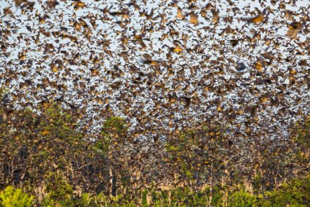 英摄影师拍赞比亚800万只蝙蝠迁徙 奇景遮天蔽日