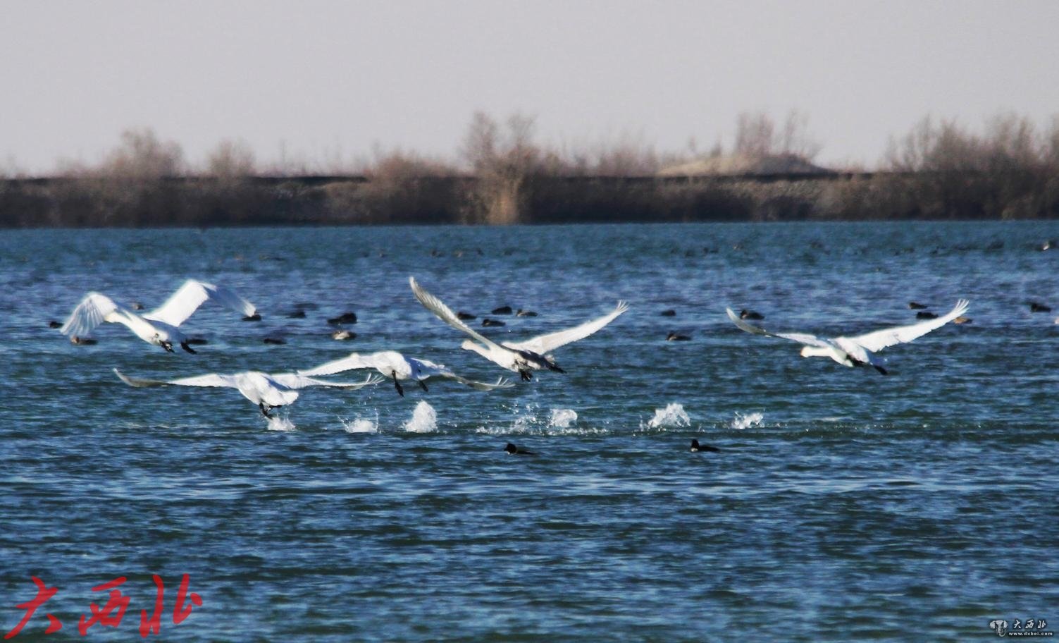 大批候鸟来张掖黑河湿地越冬（高清组图）