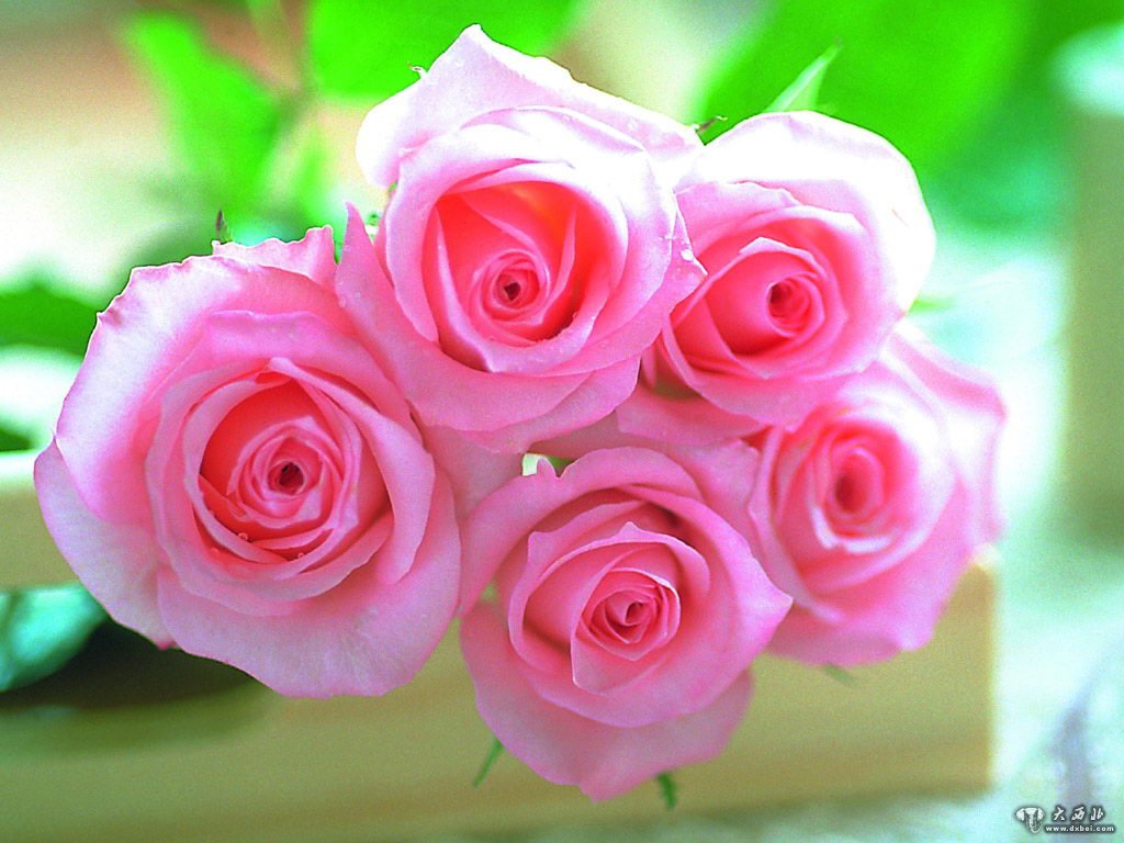 100%達陣！情人節送玫瑰花該挑哪種顏色才能順利過關? 1~1001朵玫瑰含意一次收藏 – IZOLA FLOWER 伊左拉花植工作室
