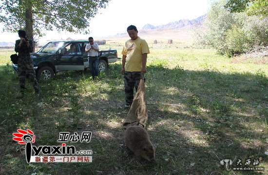 新疆布尔根河狸自然保护区升为“国家级”