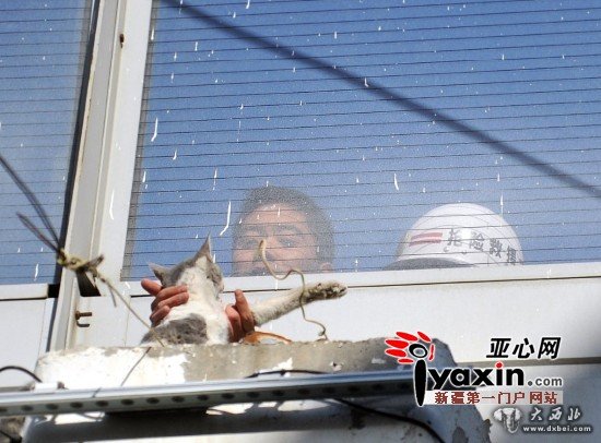 乌鲁木齐一小猫被困高架 消防员将其救出 乌鲁木齐一小猫被困高架 消防员将其救出