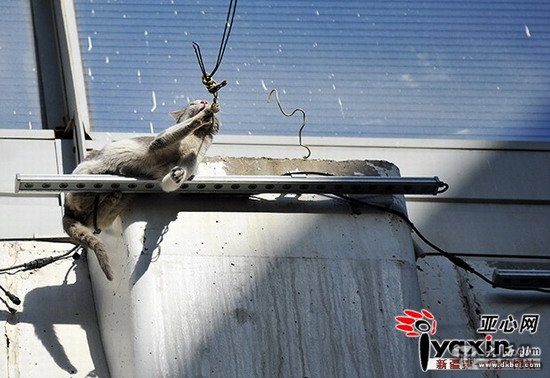 乌鲁木齐一小猫被困高架 消防员将其救出 乌鲁木齐一小猫被困高架 消防员将其救出