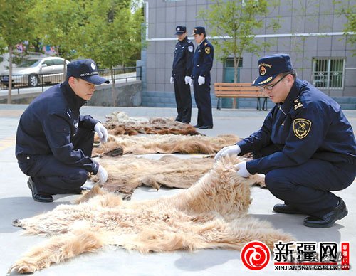 新疆阿勒泰海关查获一起走私熊皮狼皮案 新疆阿勒泰海关查获一起走私熊皮狼皮案