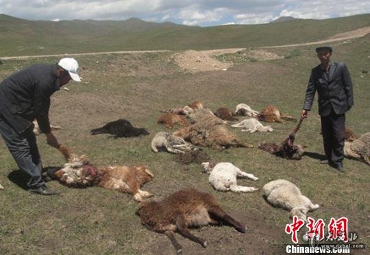 新疆牧民羊群凌晨遭到野狼的袭击咬死了近40只羊