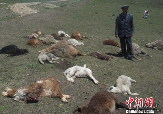 新疆野狼袭击牧民羊群 咬死近40只羊(图)