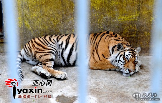 新疆昌吉一动物园东北虎意外怀孕产下三只虎崽