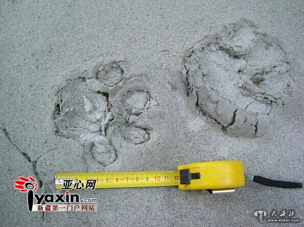 游客称拍到雪豹足迹 专家确认是其他体形小的猫科动物