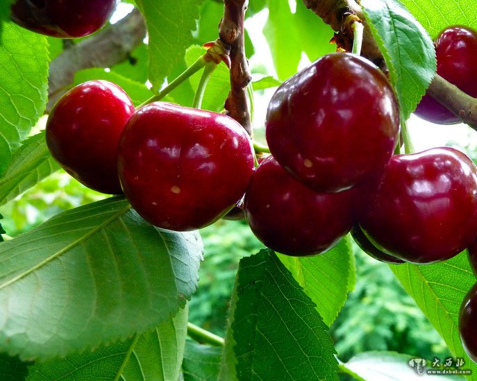 约克镇的上等樱桃