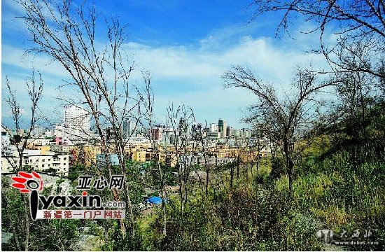 乌鲁木齐市平顶山十万棵树渴成“光杆司令”