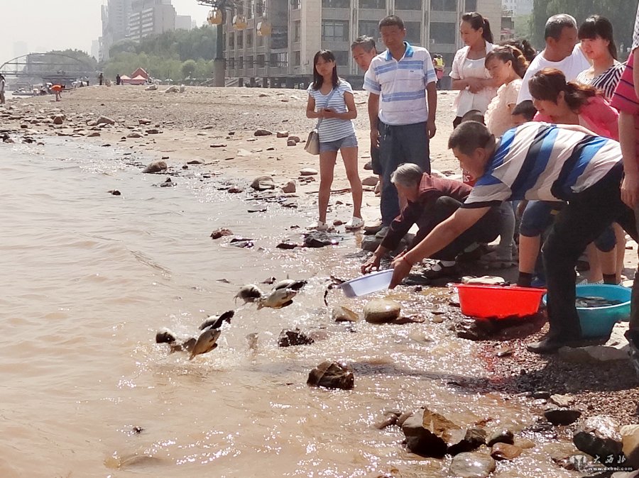 兰州市民自发筹款购买6000尾鱼黄河放生