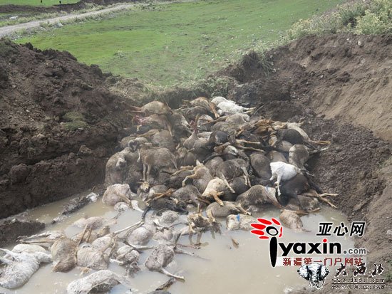 新疆昭苏县强降雨致2494只羊惨死于洪水