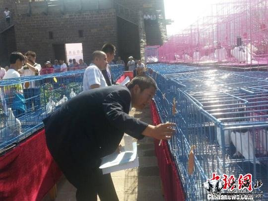 图为评委在评选鸽子。 党文婷 摄