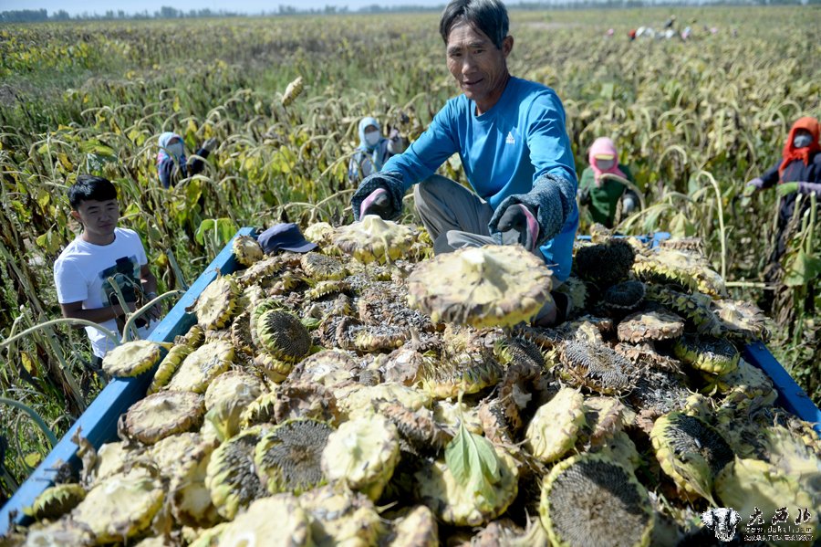 甘肃高台：“阳光农业”增效益