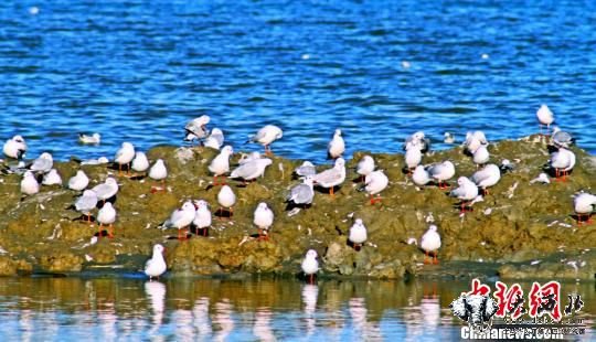 新疆博斯腾湖迎来万只水鸟