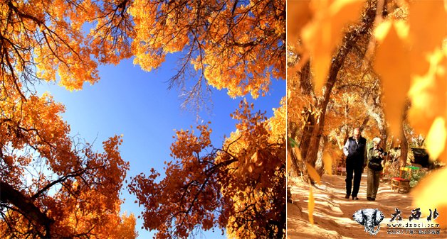 甘肃敦煌：大漠绿洲胡杨美