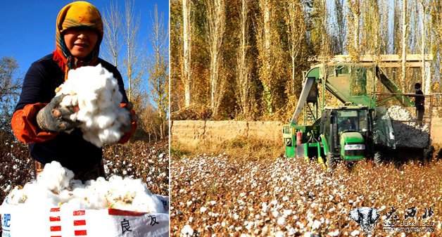 甘肃敦煌13万亩优质棉花丰收